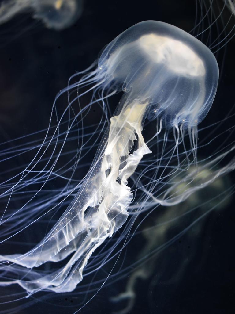 Hình ảnh đẹp của sứa