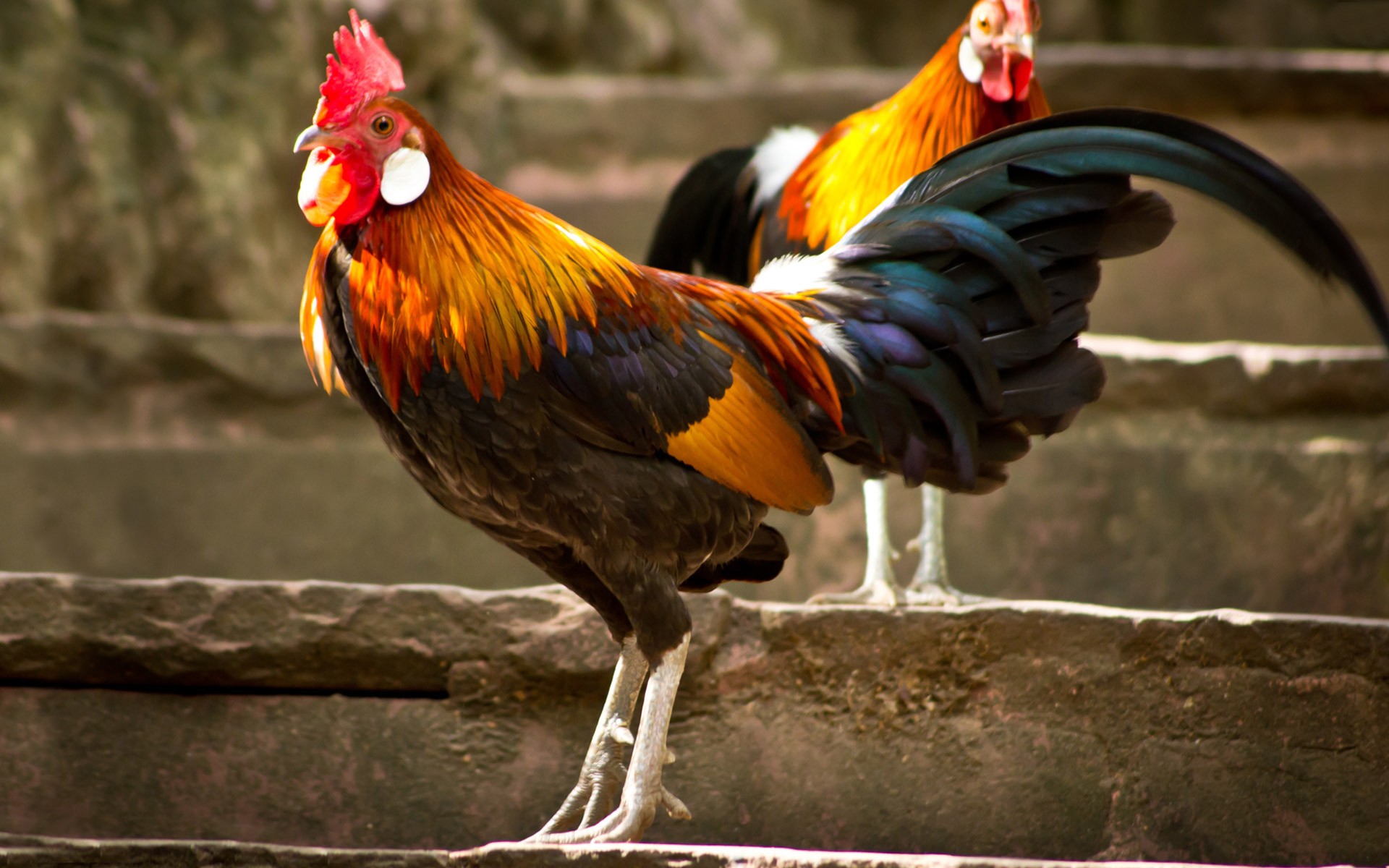 Hình con gà Top 10 những hình con gà đẹp miễn phí  Blog Sharepng