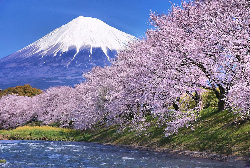 Ảnh núi Phú Sĩ mùa hoa anh đào