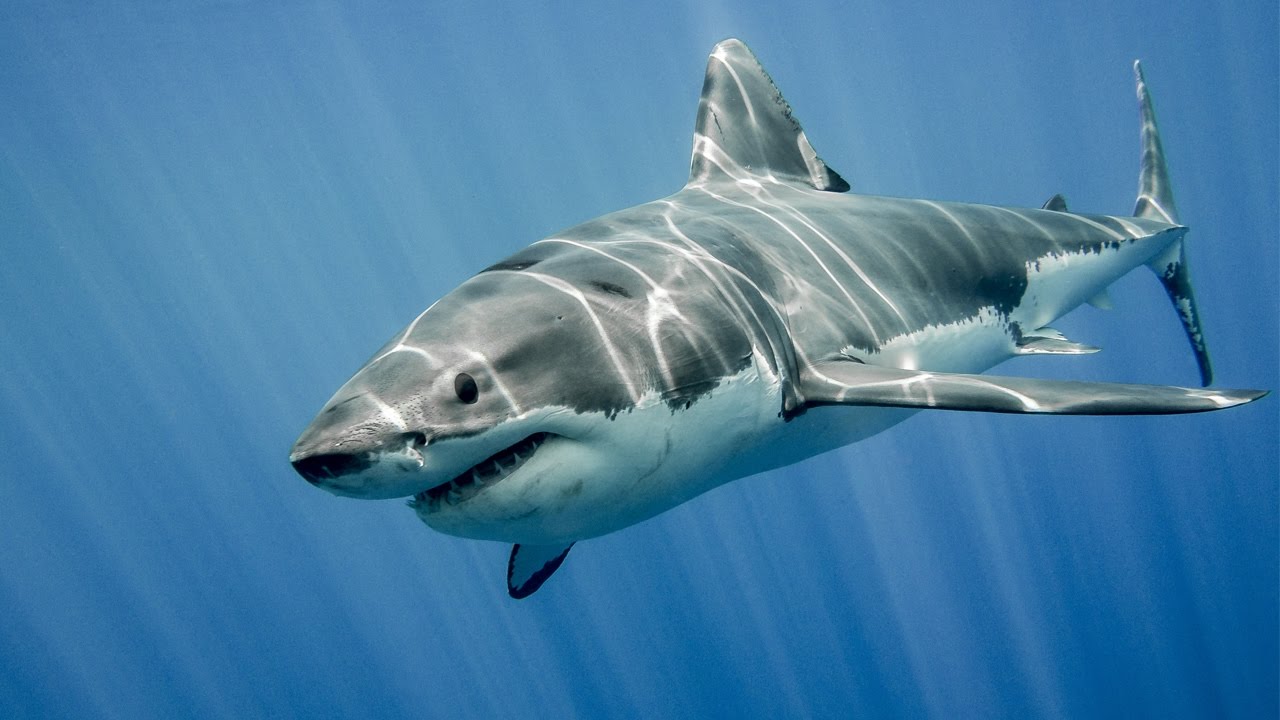 Hình ảnh cá mập