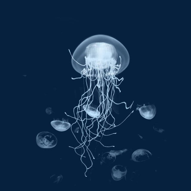 Hình ảnh những con sứa đẹp