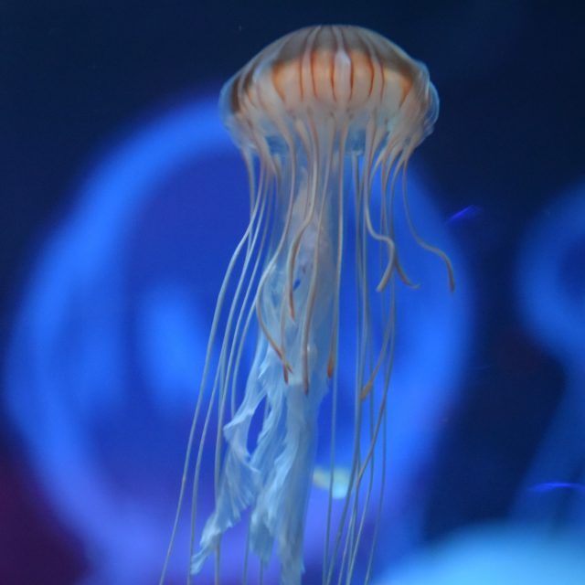 Một bức tranh nhỏ của sứa