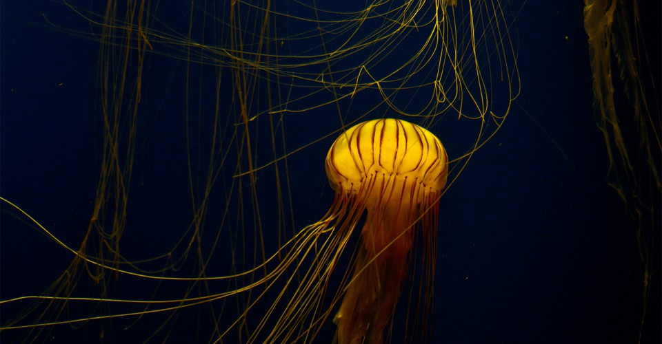 Hình ảnh đẹp của sứa vàng