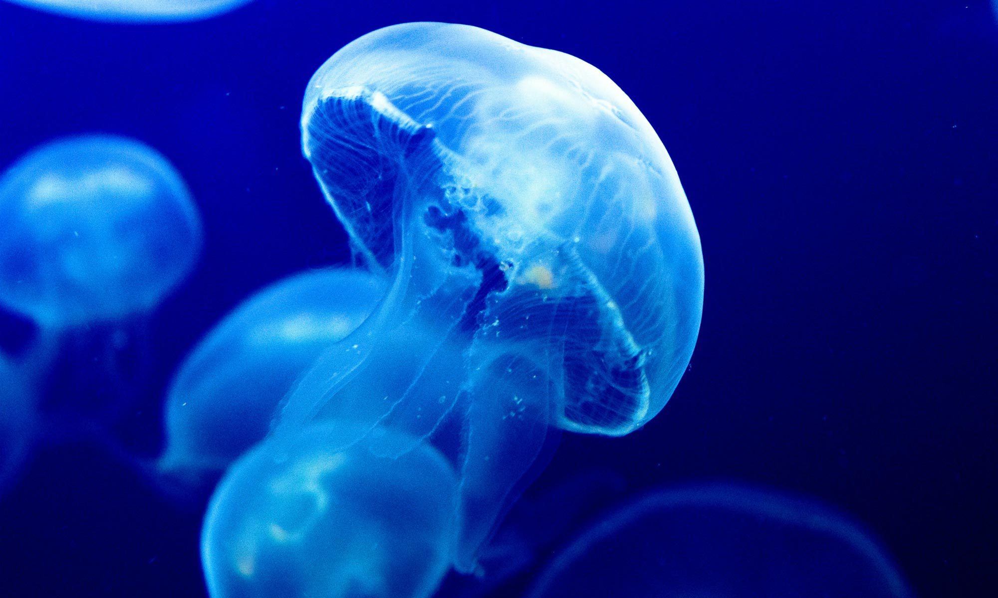 Một bức tranh nhỏ của sứa xanh
