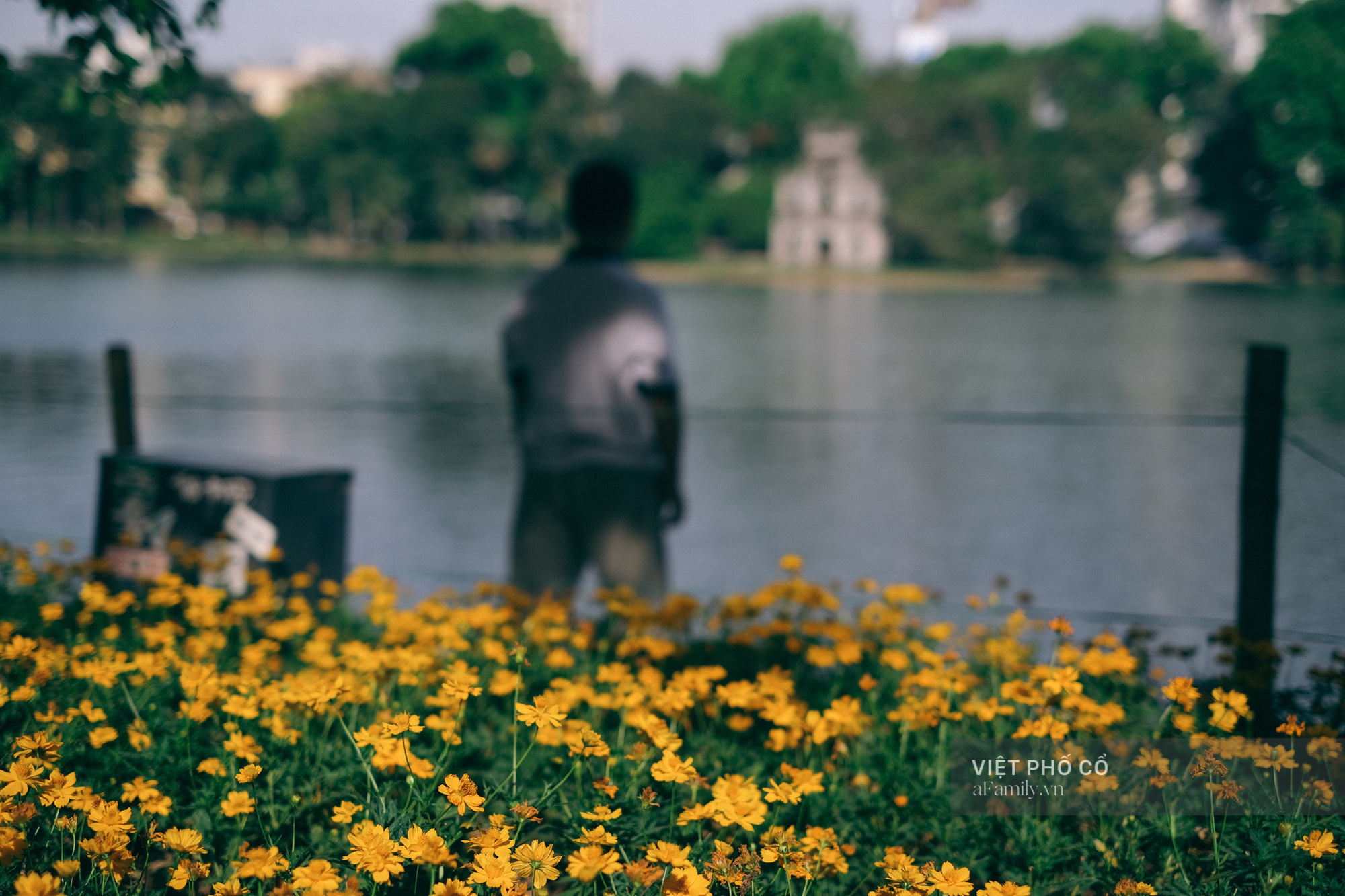 Hình ảnh Hồ Gươm bồn hoa vàng