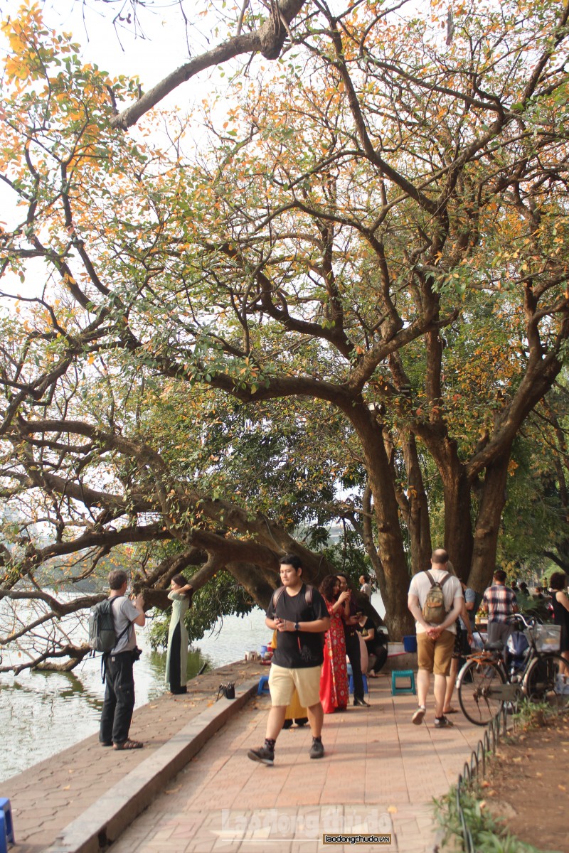 Hình ảnh Hồ Gươm gốc cây lá vàng tranh vẽ cực đẹp