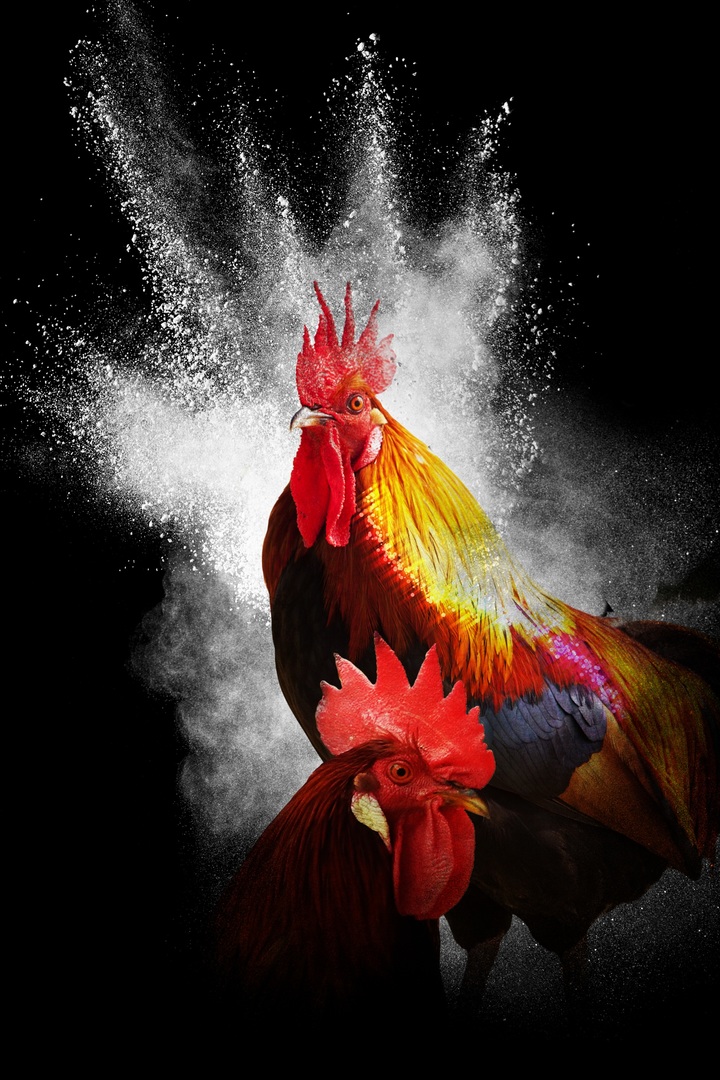 Tải miễn phí 249 hình ảnh con gà trống chất lượng cao Bảng Xếp Hạng