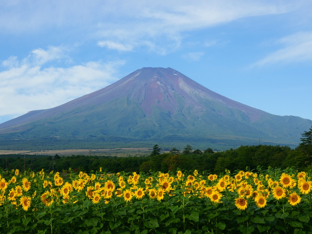 Hình ảnh núi Phú Sĩ mùa hạ