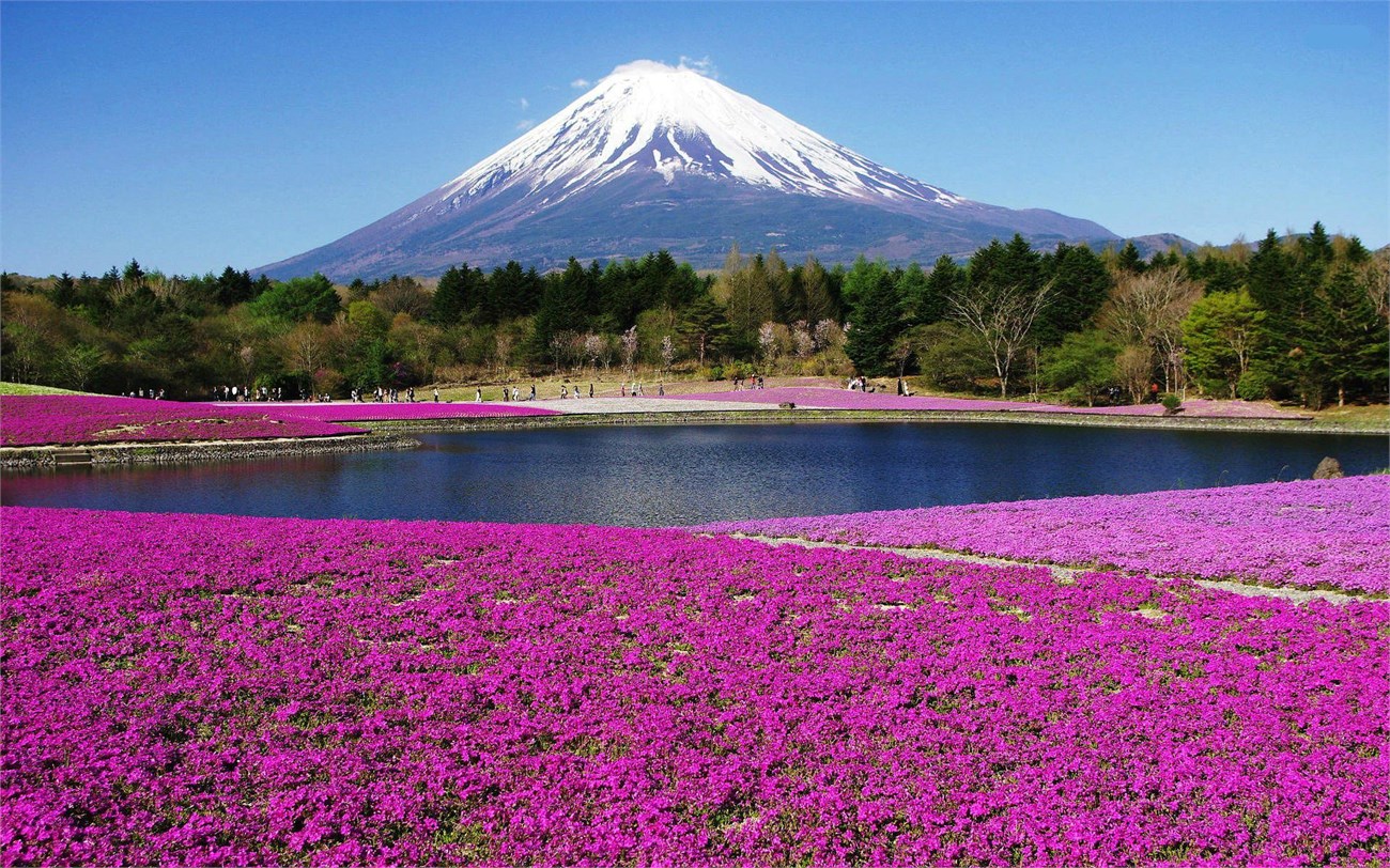 Hình ảnh núi Phú Sĩ sắc hoa tím