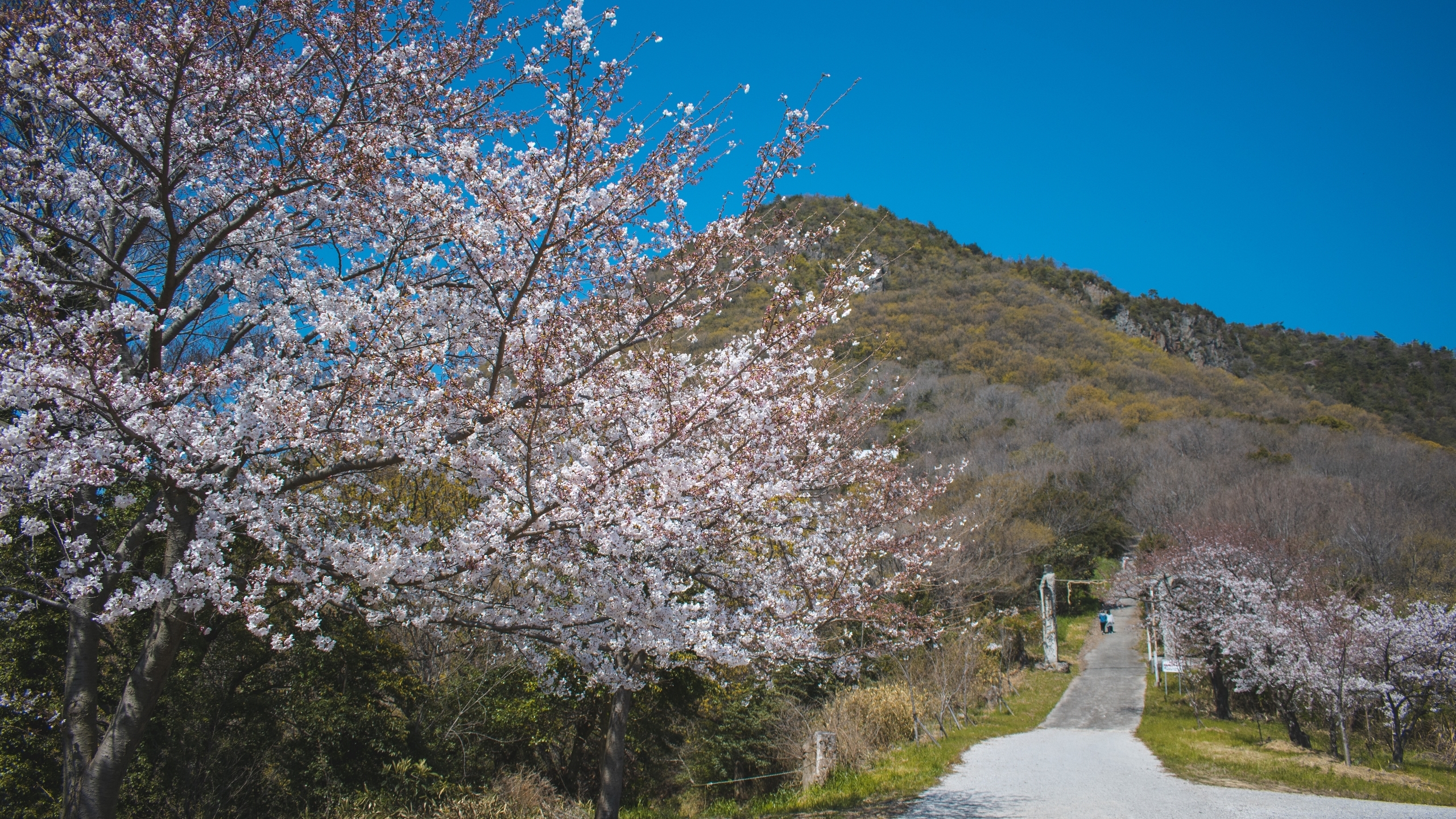 50 Hình nền hoa anh đào đẹp nhất của đất nước Nhật Bản | Hoa anh đào, Dao, Hình  nền