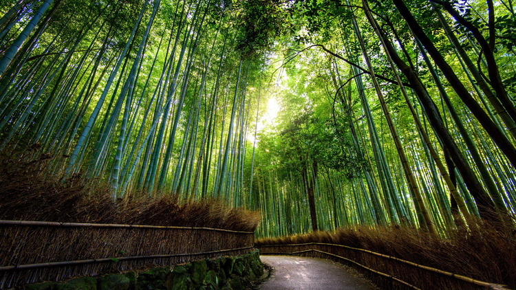 Ảnh nền rừng tre Nhật Bản