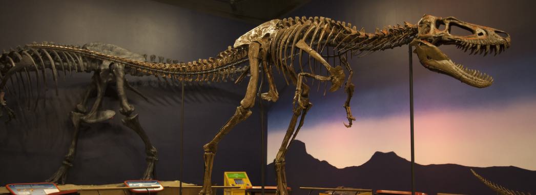Hình ảnh bộ xương khủng long