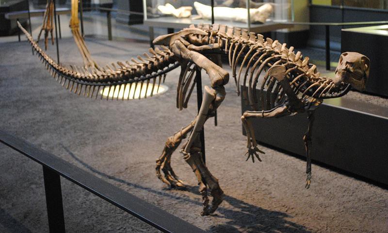 Hình ảnh hóa thạch khủng long