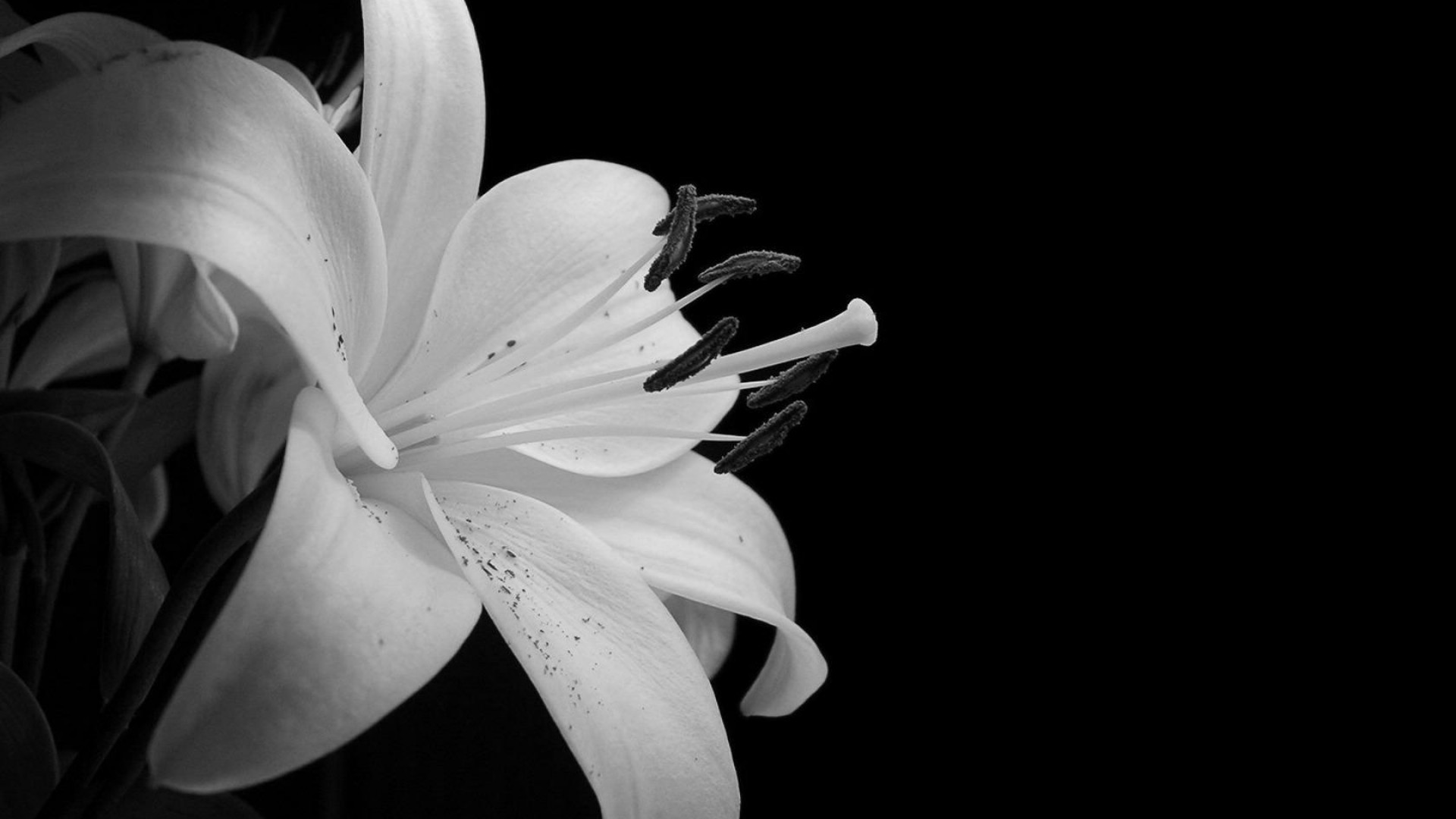 Hình nền bông hoa trắng đen