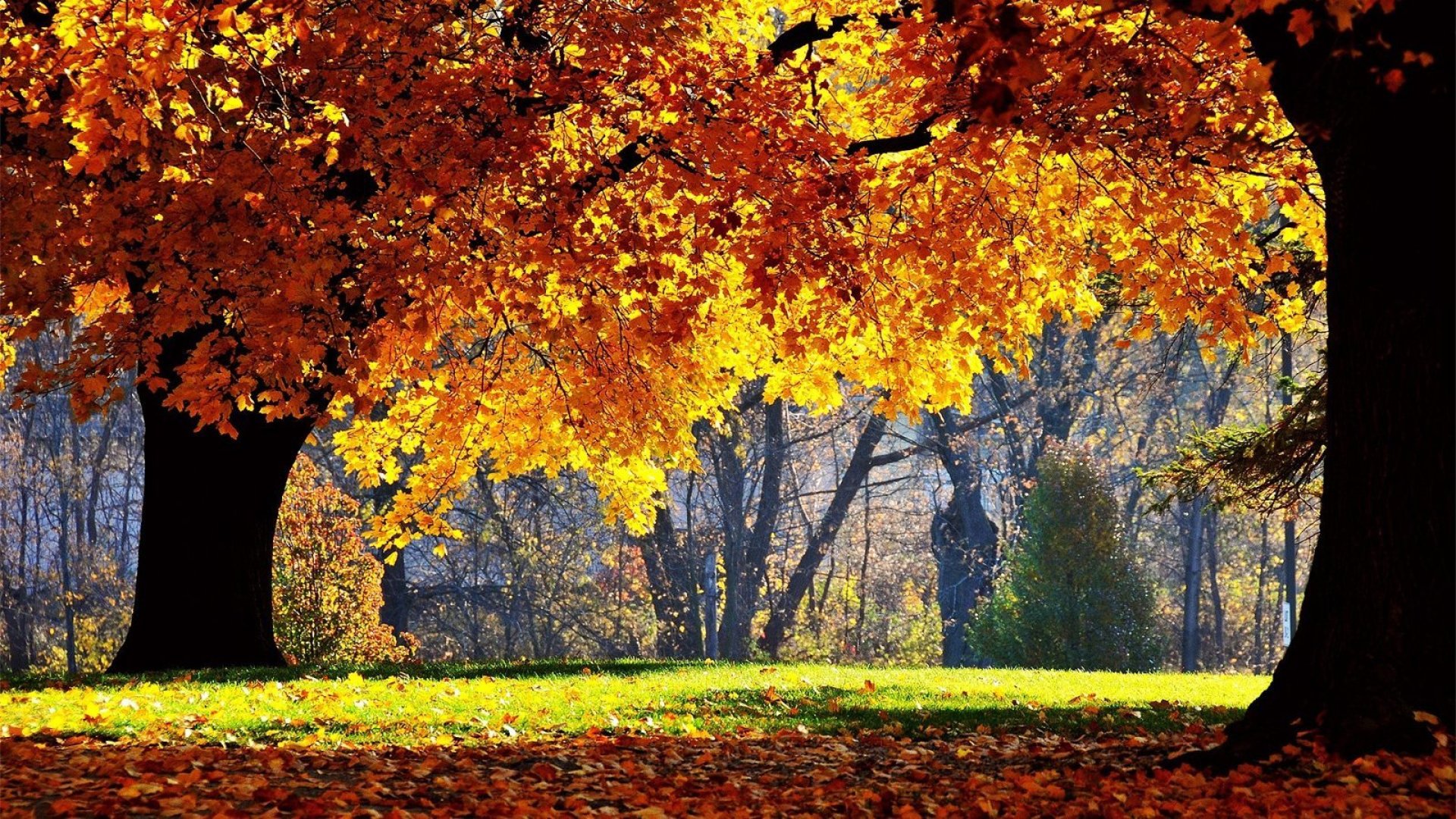 Hình nền mùa thu lá vàng