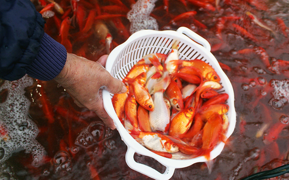 Hình ảnh chợ cá lớn nhất Hà Nội đỏ rực trước ông Công, ông Táo