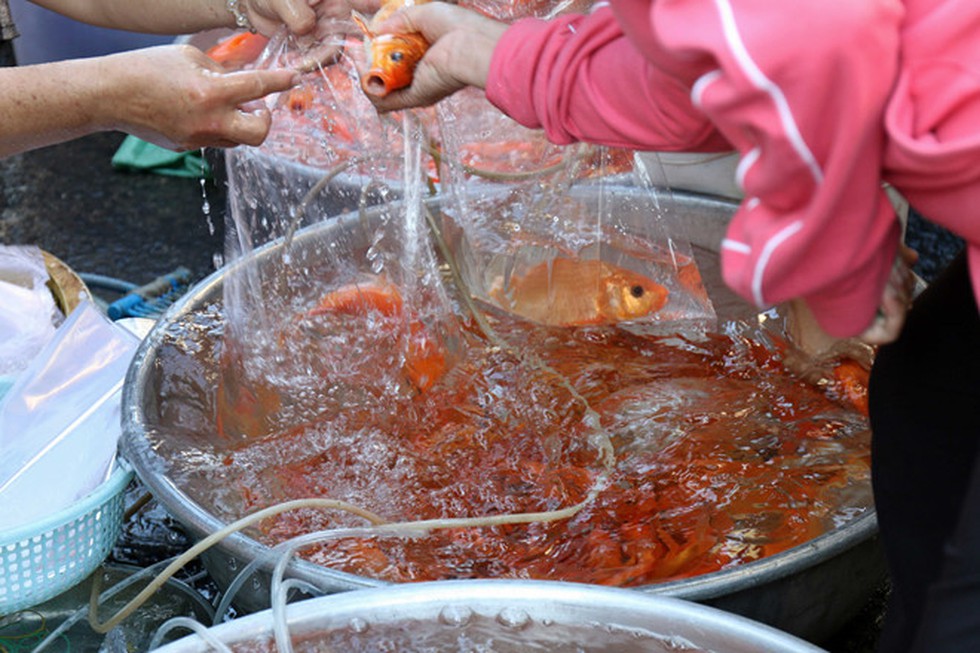 Hình ảnh chợ cá chép ngày 23 tháng Chạp