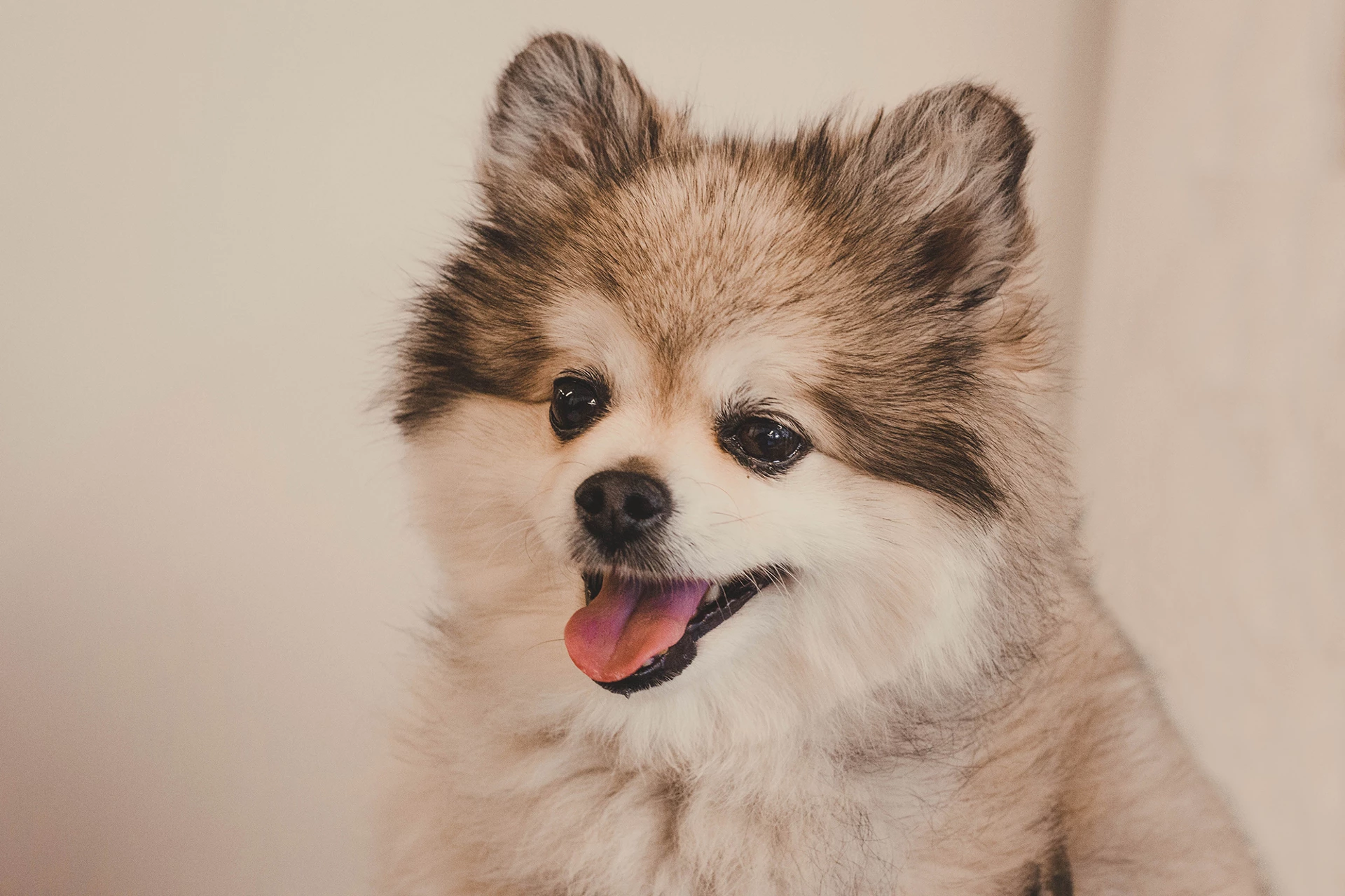 Hình nền cún con dễ thương làm hình nền máy tính bst 100 hình ảnh chó con  đẹp nhất hiện nay