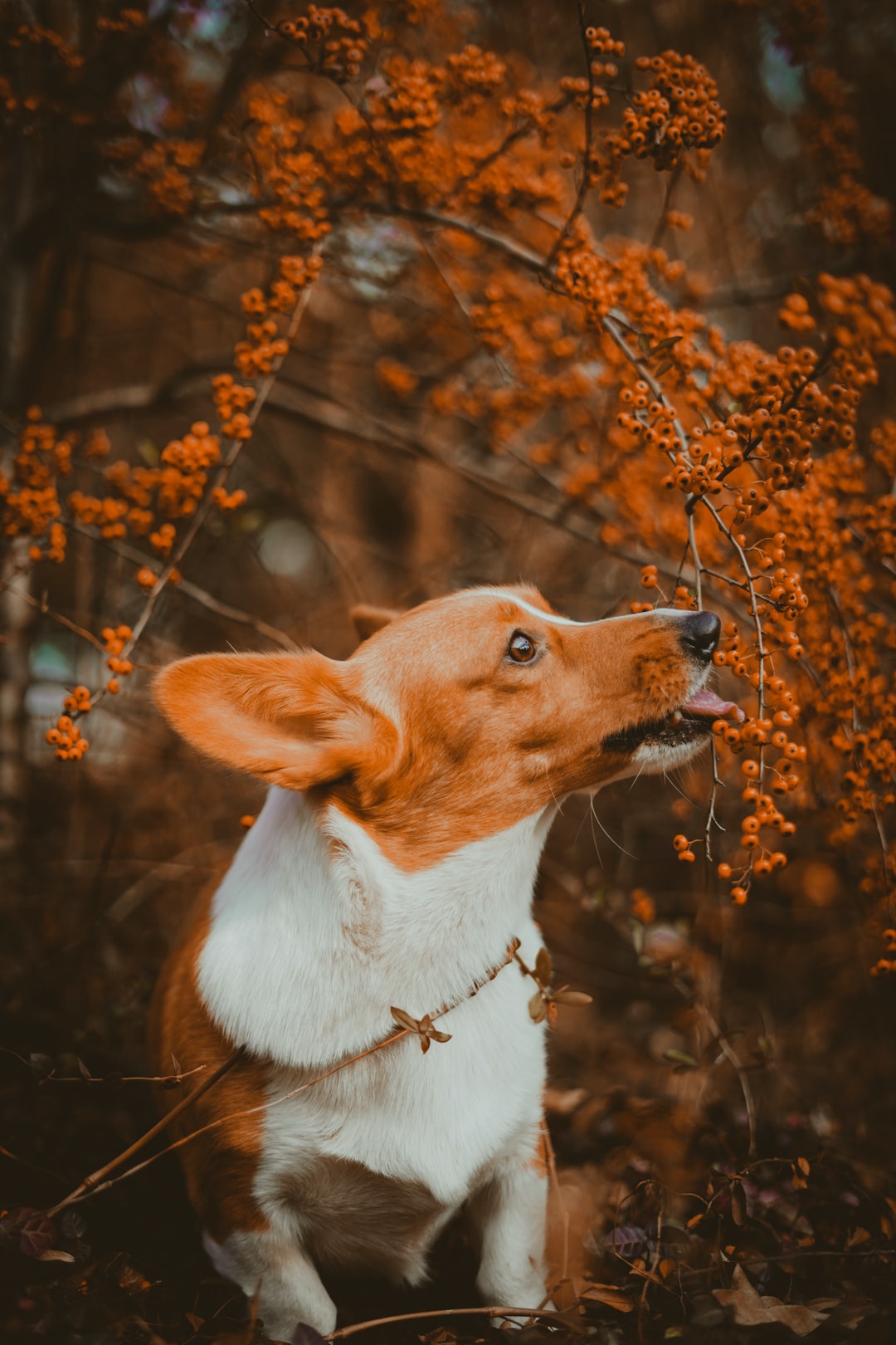 Animal Dog HD Wallpapers