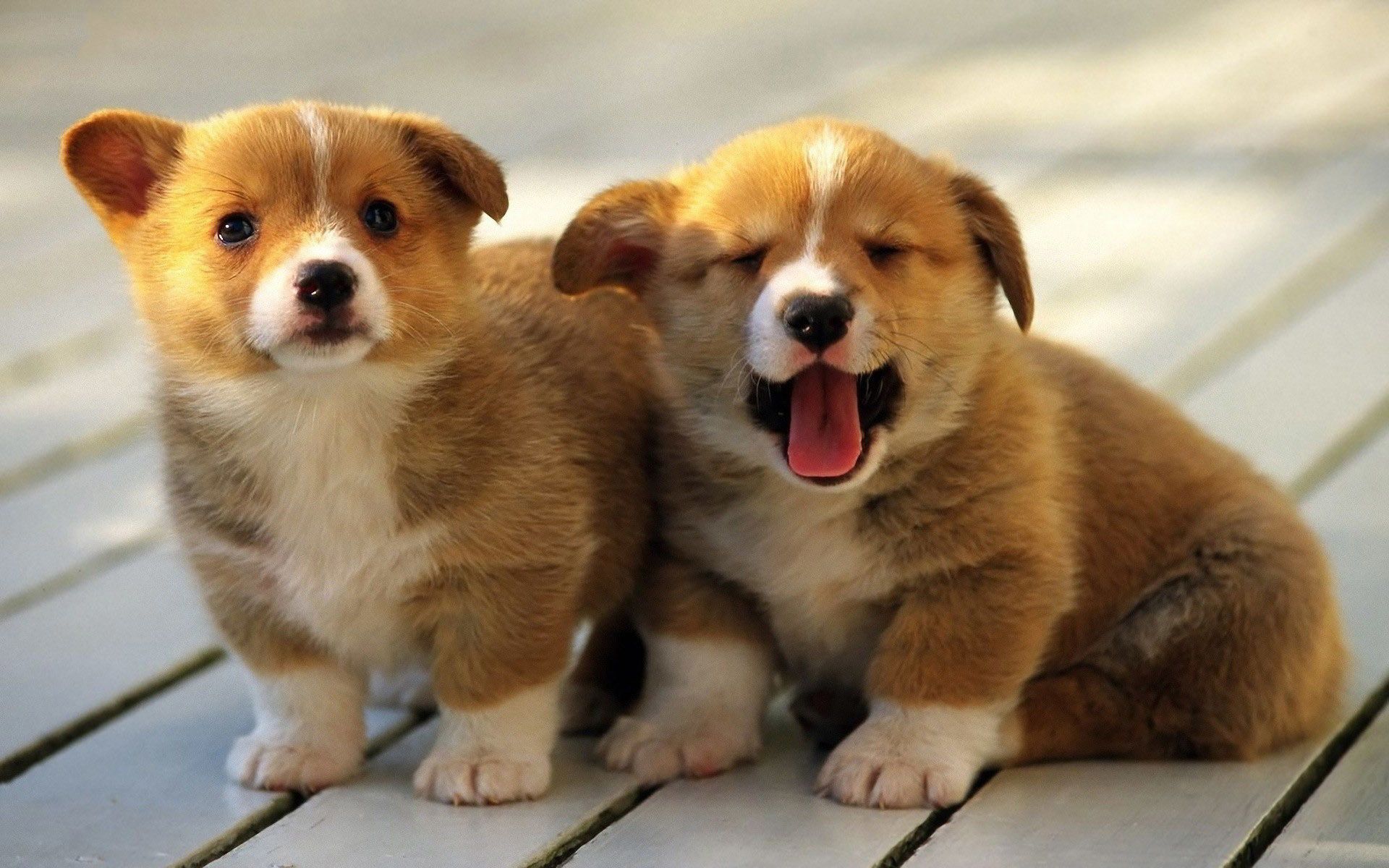 Hình nền cặp chó con cực đáng yêu