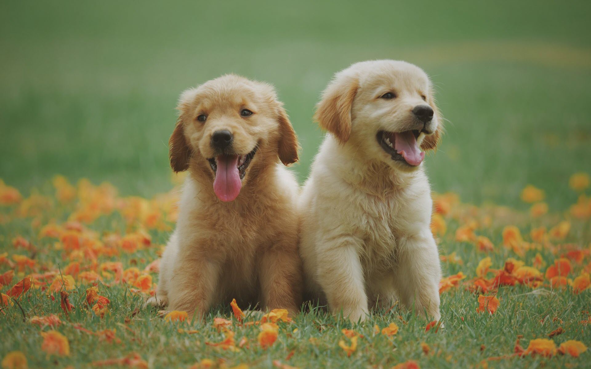 Hình nền cặp chó con cực đáng yêu