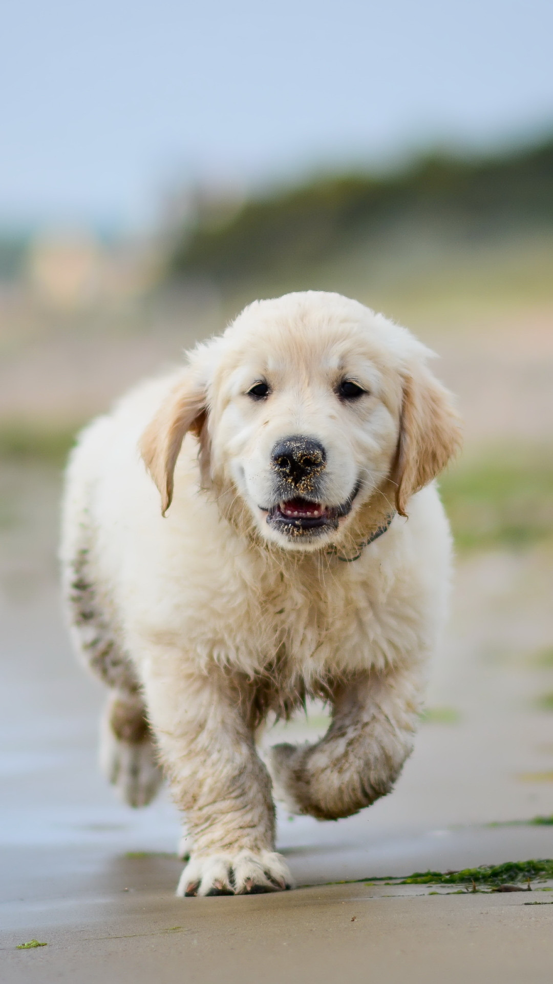 Hình ảnh chó cute hình nền cún dễ thương đáng yêu ngộ nghĩnh nhất