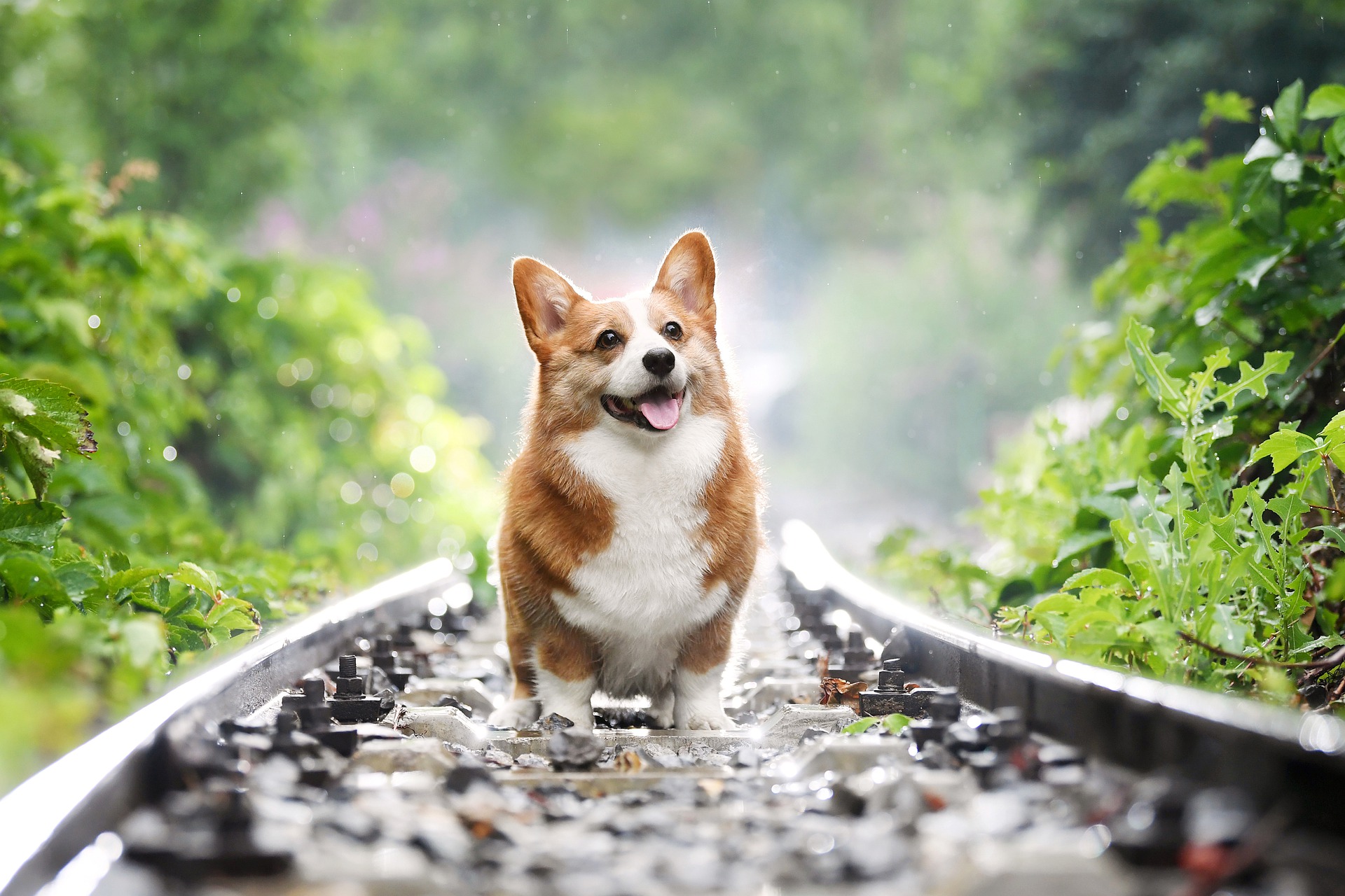 Hình nền chú chó Cory chân ngắn trên đường ray