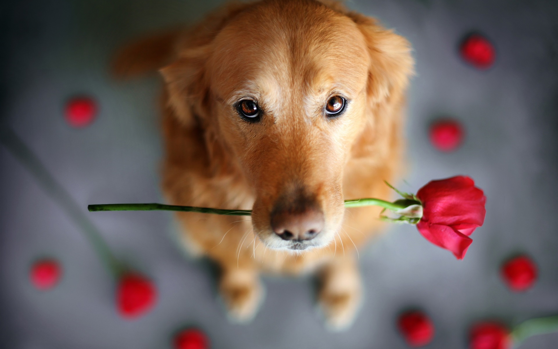 Hình nền chú chó và hoa hồng