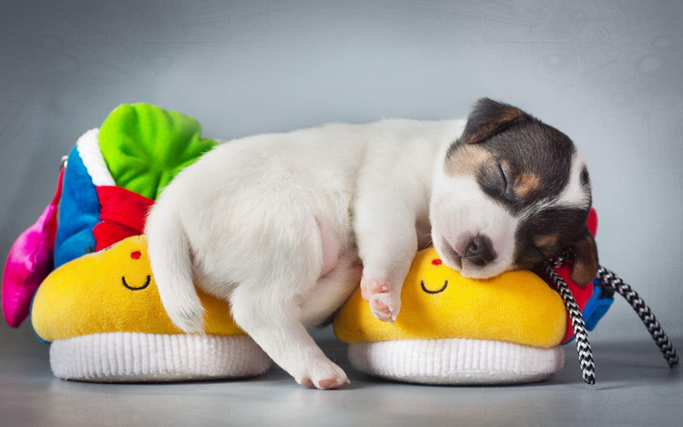 Hình nền chú cún con dễ thương đang ngủ