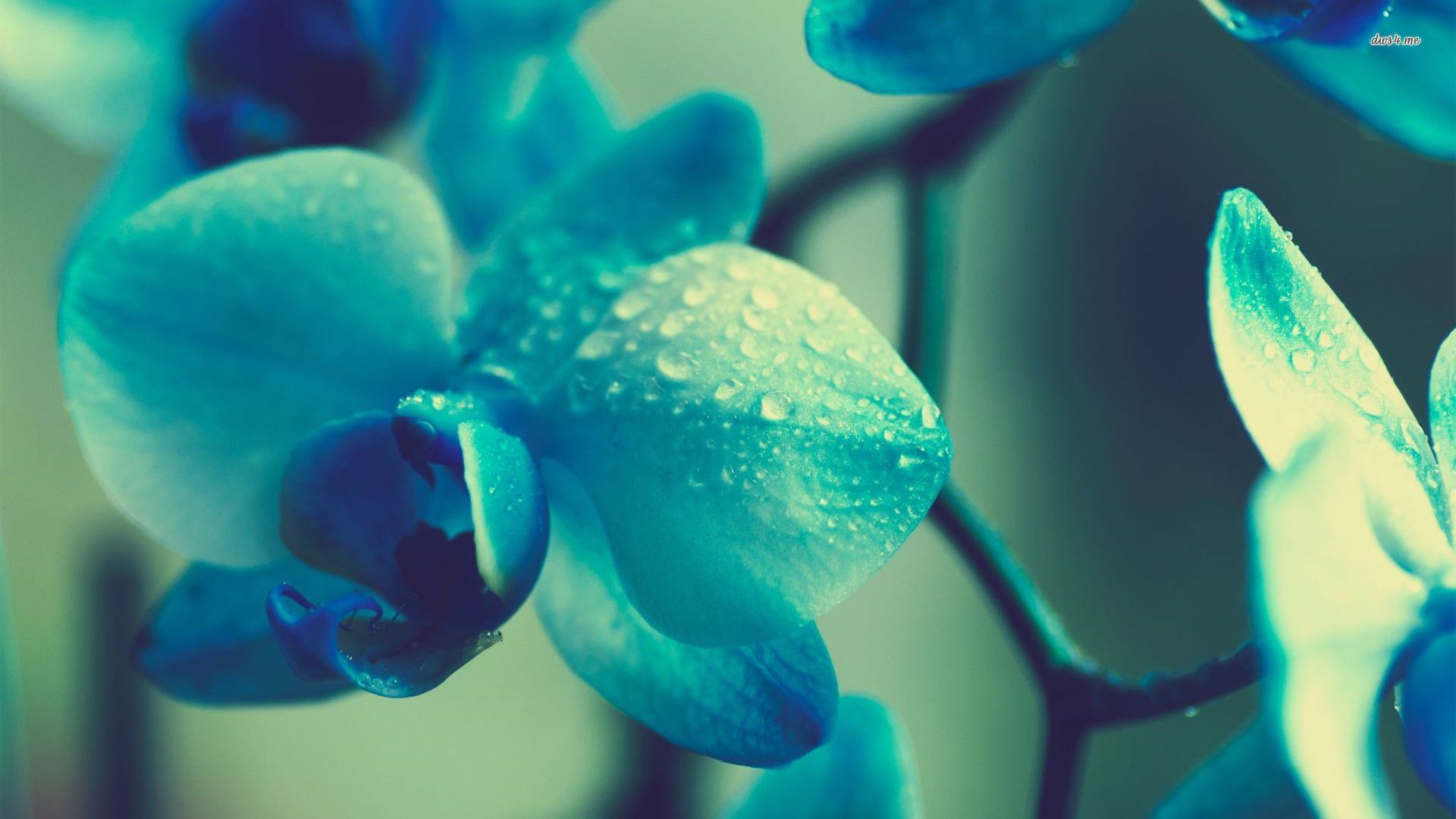 Hình nền hoa lan xanh