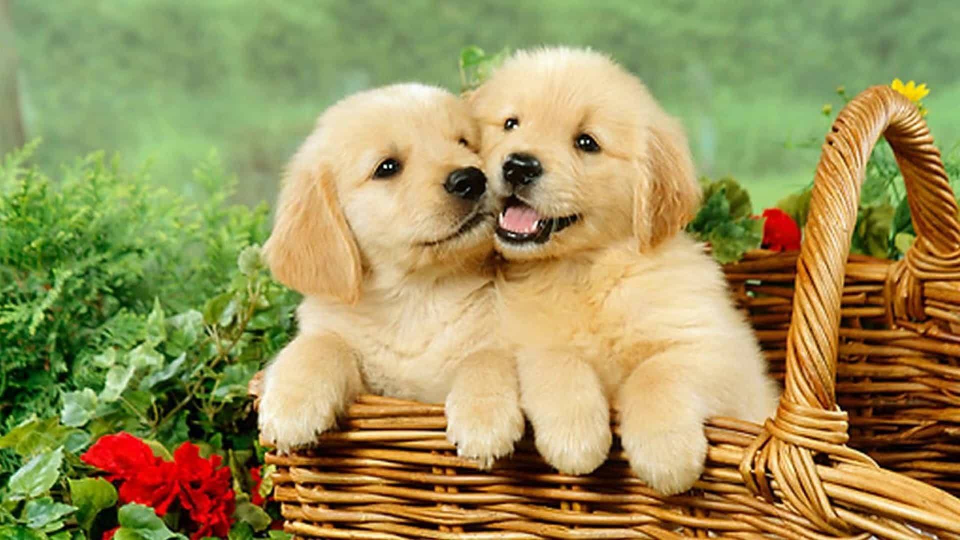 Hình nền về đôi cún con đáng yêu