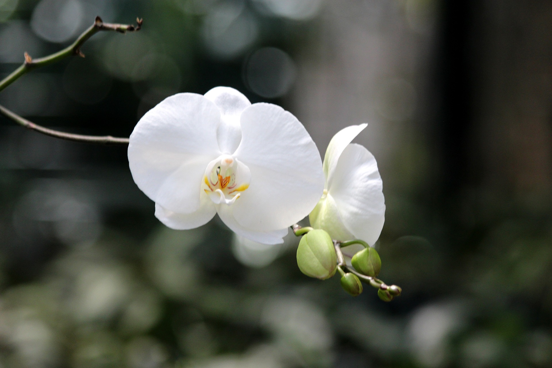 White orchid wallpaper